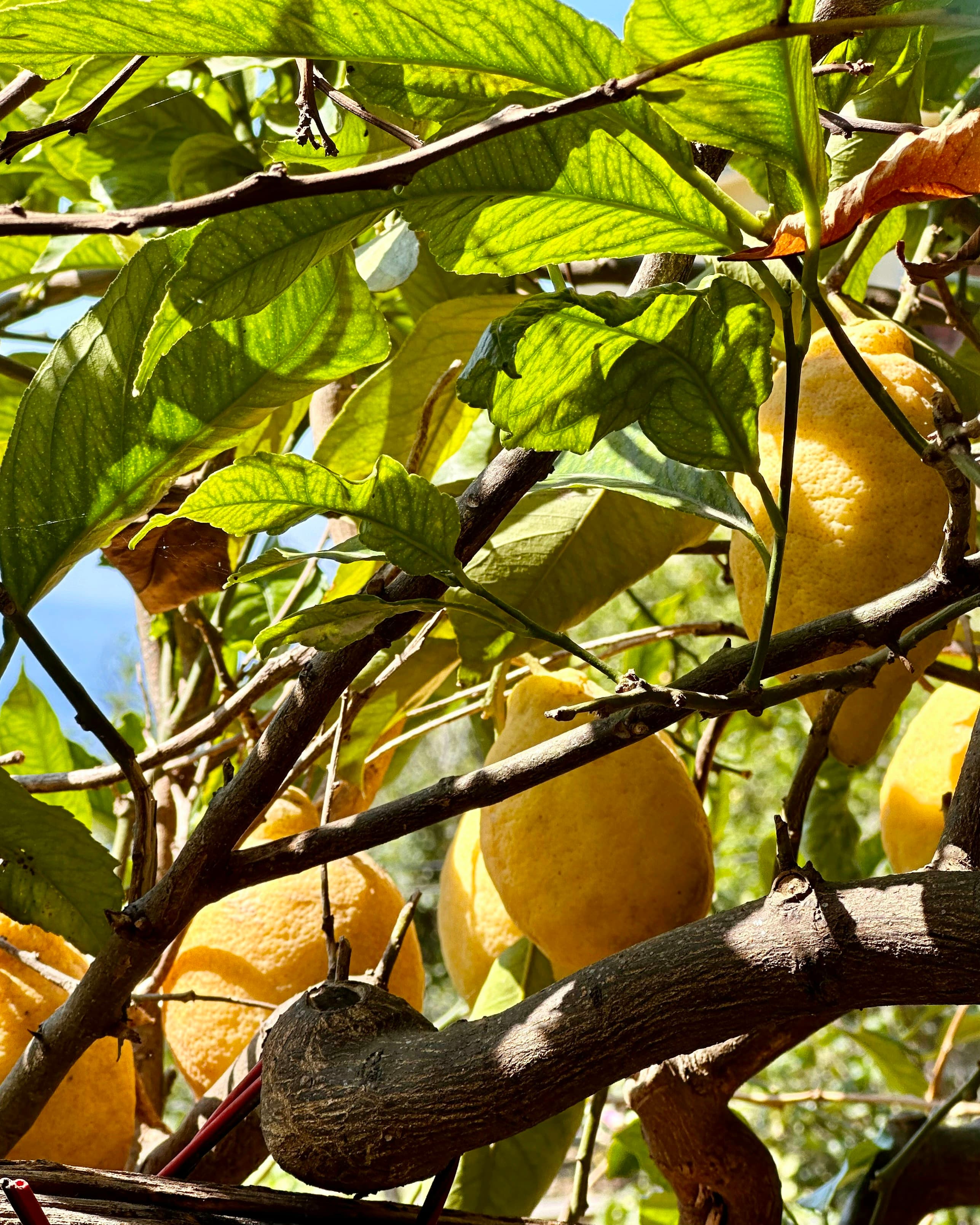 A lemon tree heavy with fruit in the terraces above the village