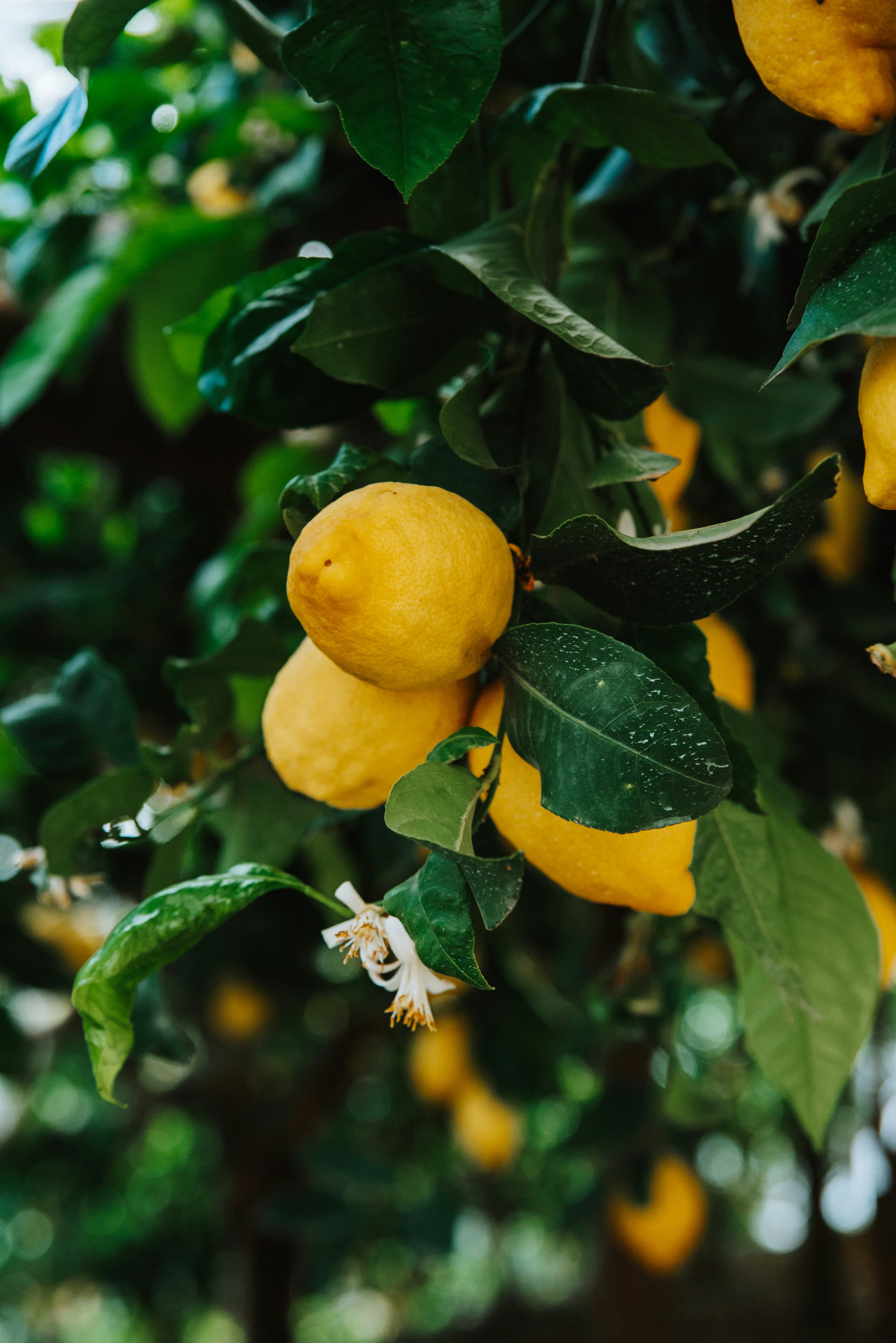 Ripe lemons hanging among green leaves in a coastal grove